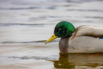 Close up of a mallard duck is resting in a tranquil lake