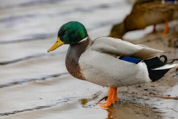 Close up of a mallard duck is resting in a tranquil lake