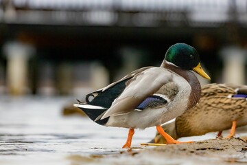 Close up of a mallard duck is resting in a tranquil lake