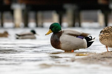 Close up of a mallard duck is resting in a tranquil lake