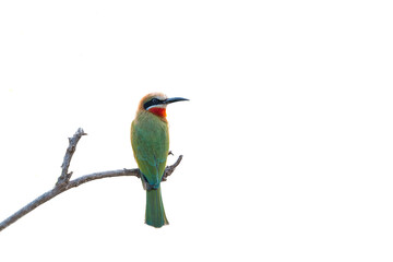 White-fronted bee-eater on a branch. Isolated on white