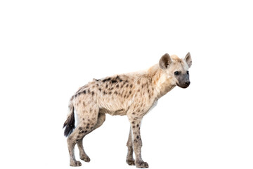 Spotted hyena standing. Isolated on white - obrazy, fototapety, plakaty