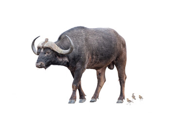 Cape buffalo, Syncerus caffer. Isolated on white