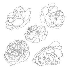 Fototapeta premium Collection blossom garden flowers. Vector illustration. Isolated linear hand drawn plants for design, decor and decoration.
