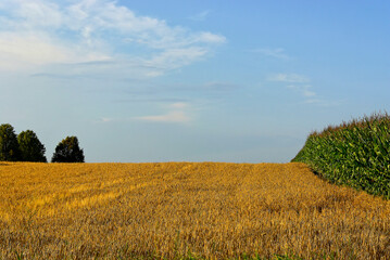 Getreidefelder im Hochsommer