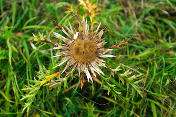 Silberdistel