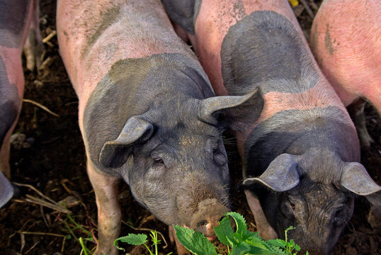 Das Schw&auml;bisch-Hallische Landschwein