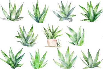 Set Watercolor vector pine tree illustration, isolated white background, flower clipart, for bouquets, wreaths, arrangements, wedding invitations, anniversary, birthday, postcards, greetings