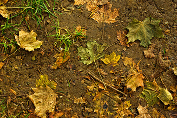 Herbstblätter