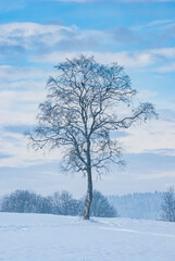 Fototapeta na wymiar Einzelner Baum in Winterlandschaft