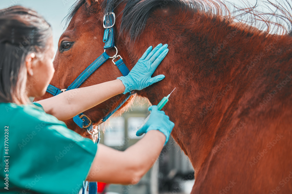 Sticker Horse, woman veterinary and injection outdoor for health and wellness on in the countryside. Doctor, professional nurse or vet person with an animal for help, medicine and medical care at a ranch