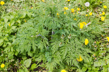 Young stem of the cow parsley among the other plants