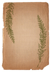 Vintage background of old paper texture with dry fern plant