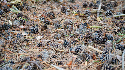 Close up of pine cones and pine needles on the forest floor