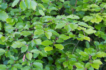 Branches of beech with fresh spring leaves on blurred background