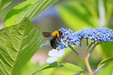 日本、神奈川県、6月、紫陽花の蜜を吸うクマバチ