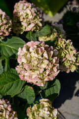 Obraz na płótnie Canvas Colorful hydrangeas in the garden, close up. pink hydrangea flowers on the counter in the store.