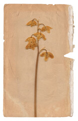 Vintage background of old paper texture with dry flower