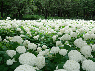 日本、神奈川県、6月、アナベルの花畑