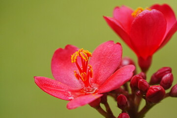 Fototapeta na wymiar Spicy Jatropha|Peregrina|Rose Flowered Jatropha|大花南洋櫻|日日櫻|琴葉珊瑚|變葉珊瑚花