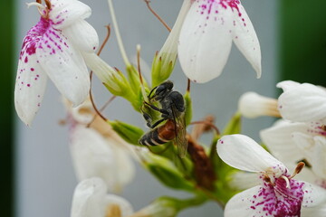 Apis florea, commonly known as the dwarf honeybee or the red dwarf honeybee, is one of the smallest species of honeybees within the genus Apis. They're native to various regions in Asia