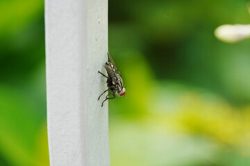 fly on leaf