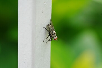 fly on leaf