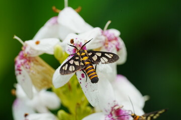 Amata hirayamae Moth|狹翅鹿子蛾