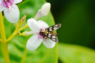 Amata hirayamae Moth|狹翅鹿子蛾