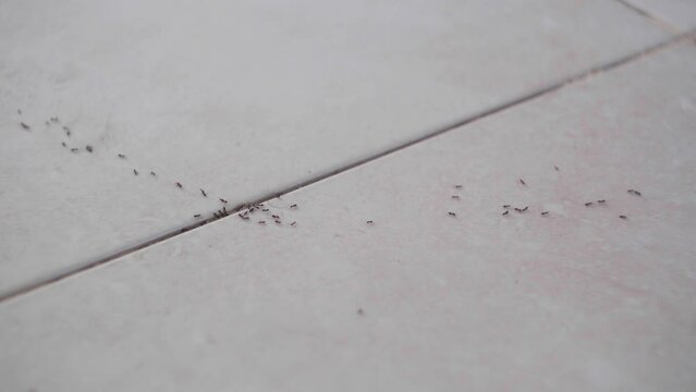 Close-up row of active insects running on white tile floor indoors. Ants moving indoors high angle view closeup