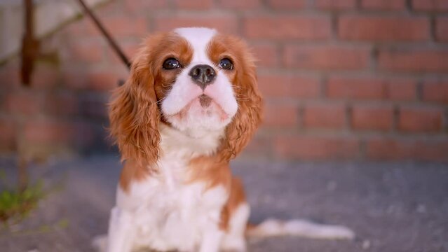 Portrait of cute little funny adorable dog looking at camera at sunset green park sunny day summer outside. Caring for pets, domestic Animals. Cavalier-King Charles Spaniel
