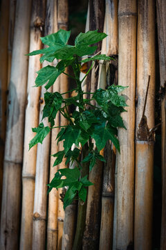 A beautiful lush green Chaya plant with leaves growing on a bamboo fence in a garden. Bamboo background with a tree