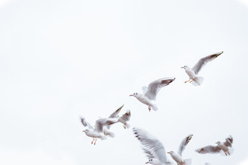 seagull birds take off in the sky