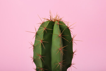 Beautiful green cactus on pink background, closeup. Tropical plant