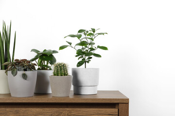 Many different houseplants in pots on wooden table near white wall, space for text