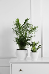 Different houseplants in pots on chest of drawers near white wall