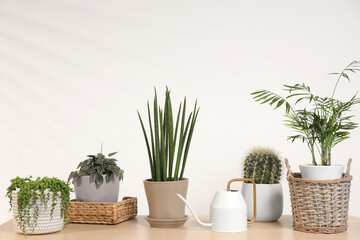 Green houseplants in pots and watering can on wooden table near white wall