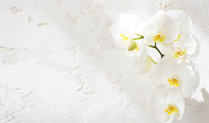 White orchid flowers on abstract texture background with text space