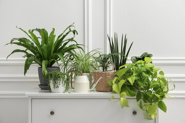 Green potted houseplants on chest of drawers near white wall
