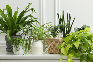 Green potted houseplants on chest of drawers near white wall