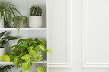 Green potted houseplants on shelves near white wall. Space for text