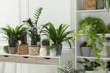 Green potted houseplants on table and shelves indoors
