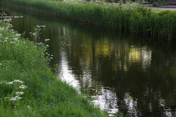 Beautiful view of channel with green reeds outdoors