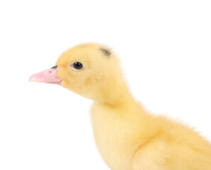 Baby animal. Portrait of cute fluffy duckling on white background