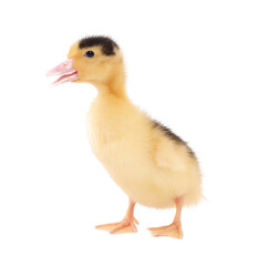 Baby animal. Cute fluffy duckling on white background