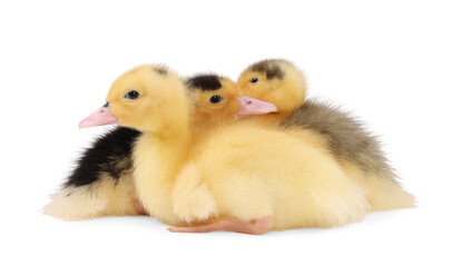 Baby animals. Cute fluffy ducklings on white background