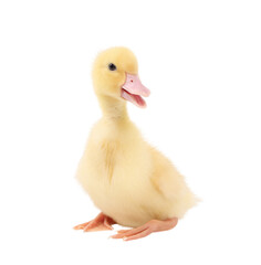 Baby animal. Cute fluffy duckling on white background
