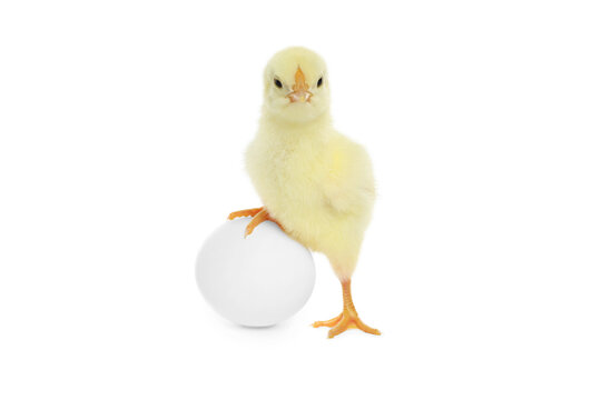 Cute chick and egg on white background. Baby animal