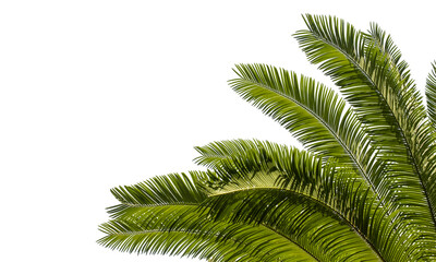 Palm leaf isolated on white background