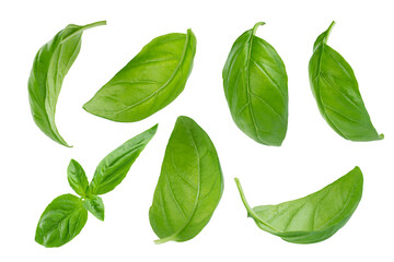 Set of flying basil leaves on white background - Powered by Adobe